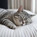 cute chubby silver grey tabby cat asleep on a bed Royalty Free Stock Photo