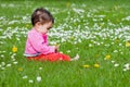 Cute chubby toddler looking at a daisy flower curiously exploring nature outdoors in the park