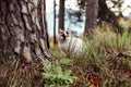 Cute chubby white cat next to a tree in nature during the daytime