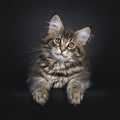 Cute classic black tabby Maine Coon cat kitten on black background Royalty Free Stock Photo