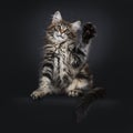 Cute classic black tabby Maine Coon cat kitten on black background