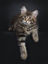 Cute classic black tabby Maine Coon cat kitten on black background Royalty Free Stock Photo