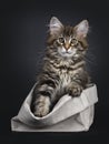 Cute classic black tabby Maine Coon cat kitten on black background