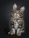 Cute classic black tabby Maine Coon cat kitten on black background Royalty Free Stock Photo