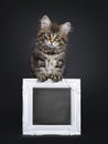 Cute classic black tabby Maine Coon cat kitten on black background