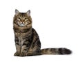 Cute classic black tabby Siberian cat kitten, Isolated on a white background Royalty Free Stock Photo