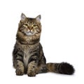 Cute classic black tabby Siberian cat kitten, Isolated on a white background Royalty Free Stock Photo