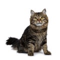 Cute classic black tabby Siberian cat kitten, Isolated on a white background