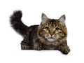 Cute classic black tabby Siberian cat kitten, Isolated on a white background