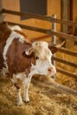 Cute, clean, healthy and happy cow in a barn, relaxing in fresh straw, beautiful yellow sunlight Royalty Free Stock Photo