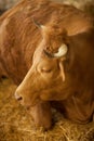 Cute, clean, healthy and happy cow in a barn, relaxing in fresh straw, beautiful yellow sunlight Royalty Free Stock Photo