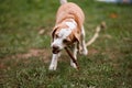 Cute clever dog holding the stick in mouth