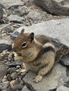 Cute cliff chipmunk eating while sitting on a rock
