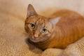 Cute close up of orange tabby cat