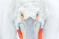 Cute close-up bird portrait. Eye detail Dalmatian pelican, Pelecanus crispus, in Lake Kerkini, Greece. Palican with open wing, hun Royalty Free Stock Photo