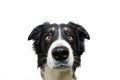 Cute close-up border collie puppy dog looking at camera with sad expression. Isolated on white background