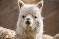 Cute close up of a Peruvian alpaca near Cusco