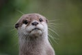 Cute close up portrait of an Asian or Oriental small clawed otter (Aonyx cinerea) with out of focus background Royalty Free Stock Photo