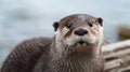 Cute close up portrait of an Asian or Oriental small clawed otter (Aonyx cinerea). generative ai