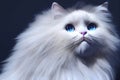 Close up portrait of a gorgeous fluffy ragdoll cat with blue eyes, generative AI Royalty Free Stock Photo