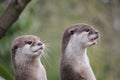 Cute close up portrait of a pair of two Asian or Oriental small