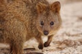 Cute close up of quokka leaning and facing the camera