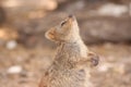 Cute close up of quokka looking up