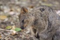 Cute close up of quokka smiling