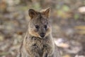 Cute close up of quokka standing up