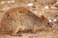 Cute close up of quokka walking on forest floor