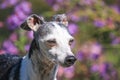 cute close up of a senior Italian greyhound in front of pretty flowers