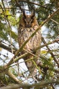 Cute close up view on owl (horned owl, long-eared owl,long-fingered owl)