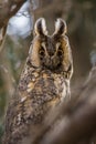 Cute close up view on owl (horned owl, long-eared owl,long-fingered owl)