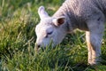 A cute closeup animal Portrait of a little white lamb standing and grazing in a grass field or Meadow during a sunny spring day. Royalty Free Stock Photo