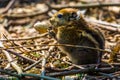 Cute closeup portrait of an asiatic striped squirrel eating a nut, tropical rodent specie from Asia