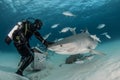 Cute closeup shot of an interaction of a diver and a shark underwater in Bimini, Bahamas