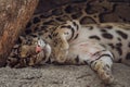 Cute clouded leopard resting near in the shade under a tree Royalty Free Stock Photo
