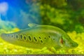 Cute Clown featherback fish (Chitala ornata), also know as clown