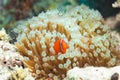 Cute clownfish in anemones Royalty Free Stock Photo