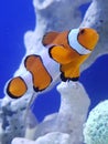 Cute Clownfish Royalty Free Stock Photo