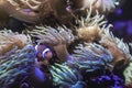 Cute clownfish hiding on anemone reef on tropical underwater sea