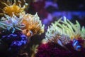 Cute clownfish hiding on anemone reef on tropical underwater sea