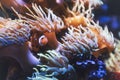 Cute clownfish hiding on anemone reef on tropical underwater sea