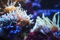 Cute clownfish hiding on anemone reef on tropical underwater sea