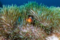 Cute Clownfish in its home anemone on a coral reef in the Andaman Sea