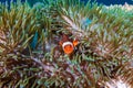 Cute Clownfish in its home anemone on a coral reef in the Andaman Sea