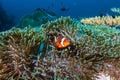 Cute Clownfish in its home anemone on a coral reef in the Andaman Sea