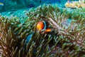 Cute Clownfish in its home anemone on a coral reef in the Andaman Sea