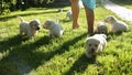 Cute and clumsy labrador puppies walking in the grass with their owner