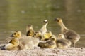 Cute chicks of canada geese family Royalty Free Stock Photo